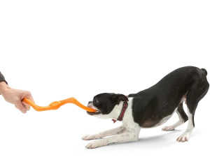 BUMI TANGERINE DOG TUG O WAR