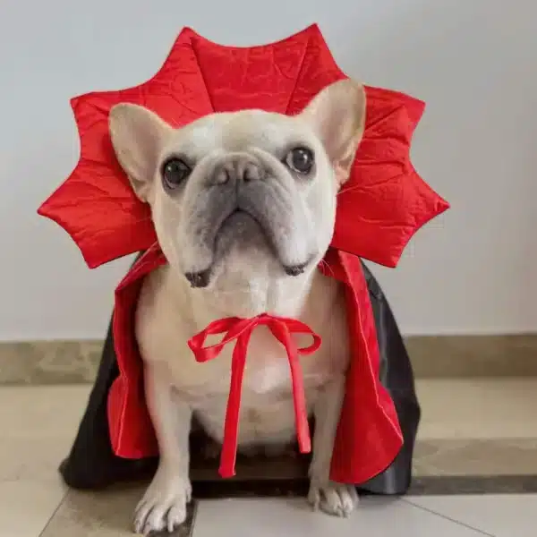 DogHalloweenVampireCostumeforsmallmediumdogbreedsbyFrenchiely 33